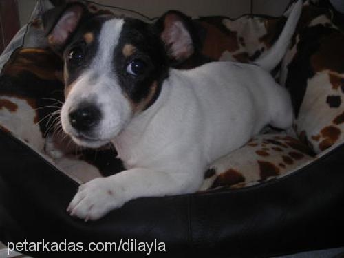 maylocum Dişi Jack Russell Terrier