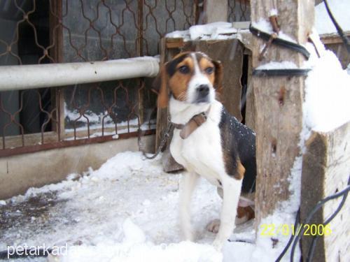 bugİ Dişi Beagle