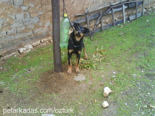 sezar Erkek Rottweiler