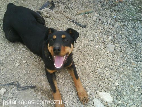 sezar Erkek Rottweiler