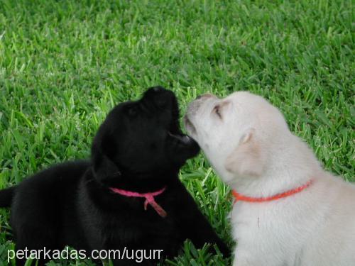 tina Dişi Labrador Retriever