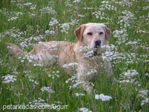 tina Dişi Labrador Retriever