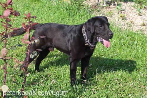 tina Dişi Labrador Retriever