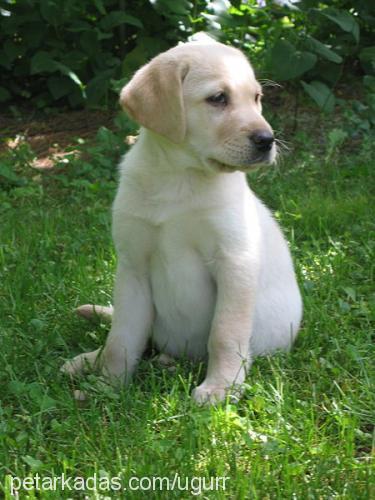 tina Dişi Labrador Retriever