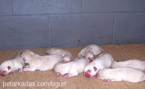 tina Dişi Labrador Retriever