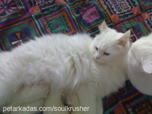 pamuk Dişi Ankara Kedisi (Angora)