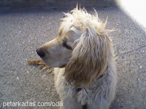 odi Erkek İngiliz Cocker Spaniel