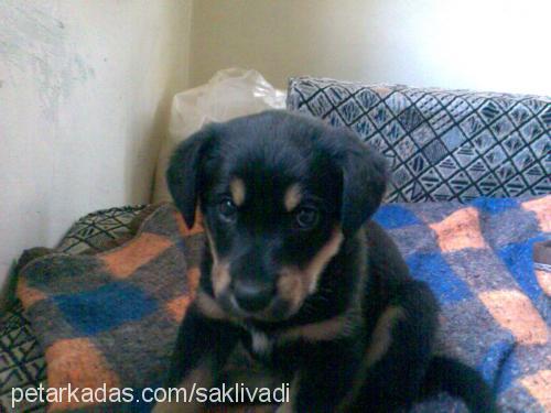 cankız Dişi Rottweiler