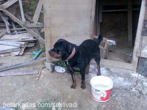 cankız Dişi Rottweiler