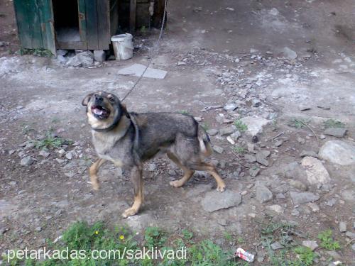 cankız Dişi Rottweiler