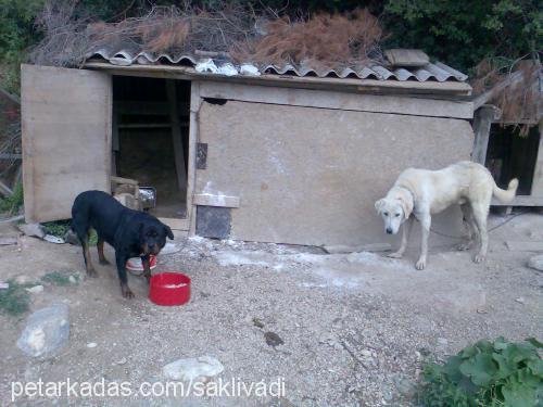 cankız Dişi Rottweiler