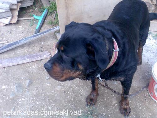 cankız Dişi Rottweiler