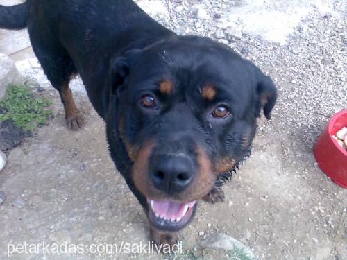 cankız Dişi Rottweiler