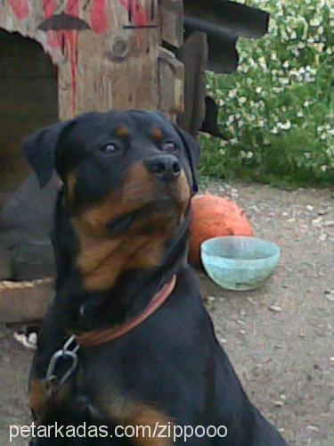 zippoo Erkek Rottweiler