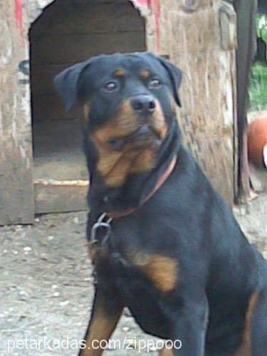 zippoo Erkek Rottweiler