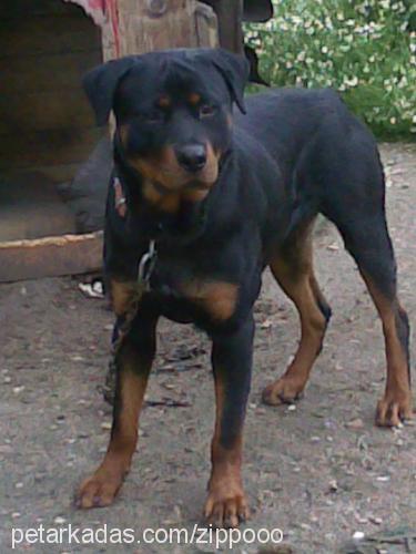 zippoo Erkek Rottweiler