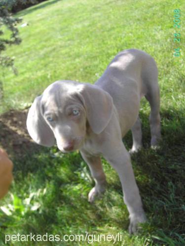 nazlı Dişi Weimaraner