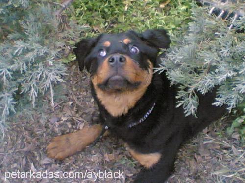 minik Dişi Rottweiler