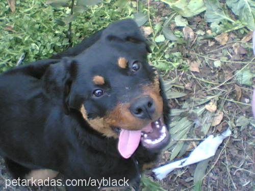 minik Dişi Rottweiler