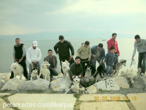 pİa Dişi Sibirya Kurdu (Husky)