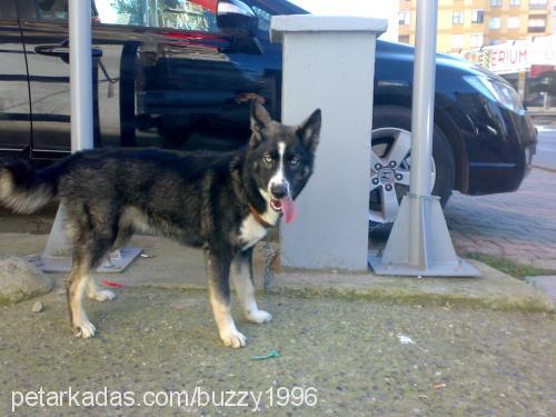 ßuzzy Dişi Sibirya Kurdu (Husky)