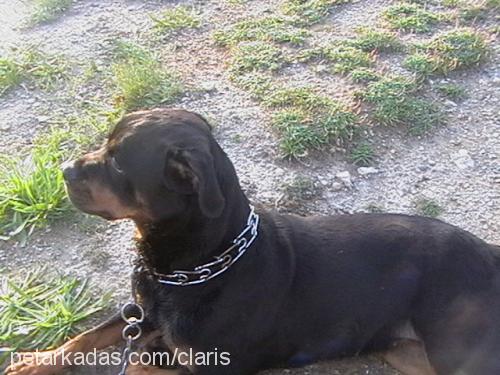 clarissterlıng Dişi Rottweiler