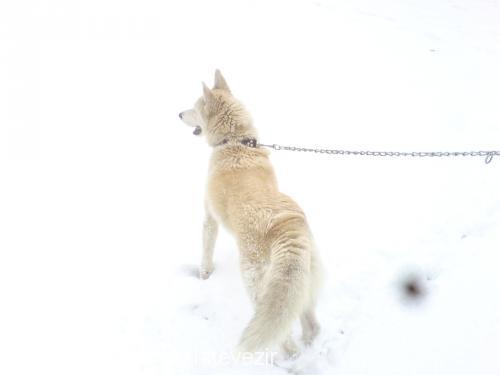 vezir Erkek Sibirya Kurdu (Husky)