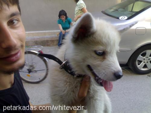 vezir Erkek Sibirya Kurdu (Husky)