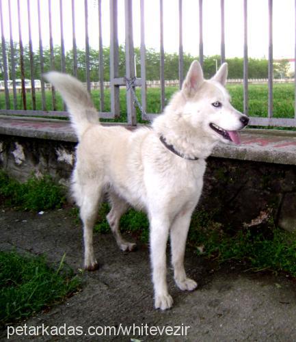 vezir Erkek Sibirya Kurdu (Husky)