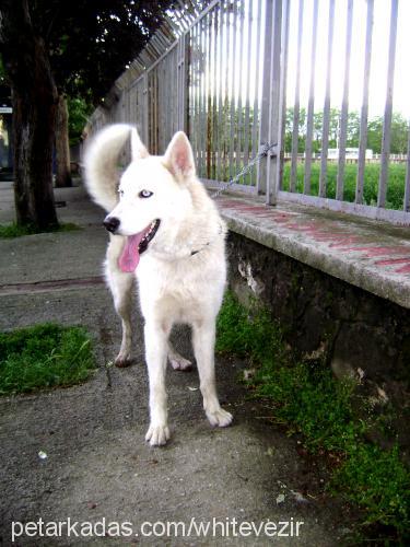 vezir Erkek Sibirya Kurdu (Husky)