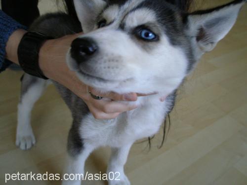 asia Dişi Sibirya Kurdu (Husky)