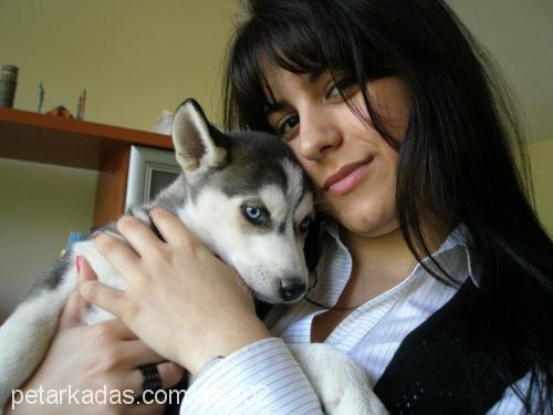 asia Dişi Sibirya Kurdu (Husky)