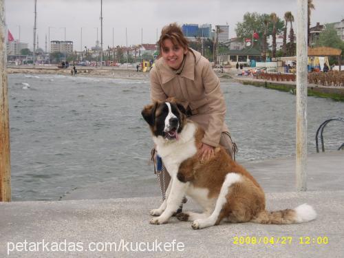 efe Erkek St. Bernard (Saint Bernard)