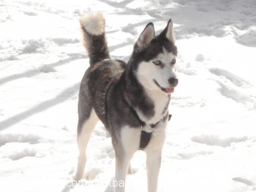 asena Dişi Sibirya Kurdu (Husky)