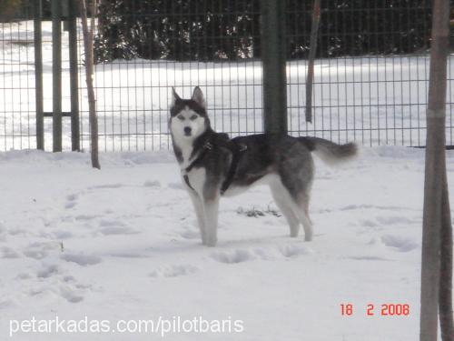 asena Dişi Sibirya Kurdu (Husky)