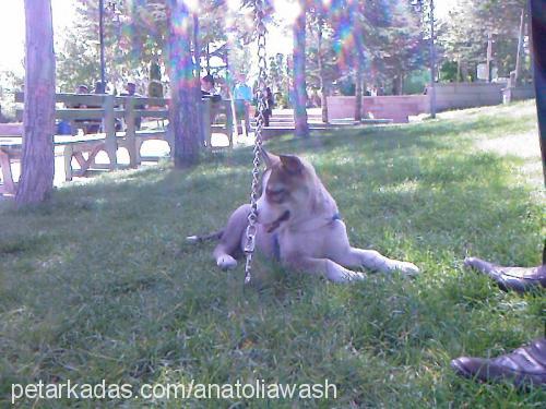 tayla Dişi Alaskan Malamute