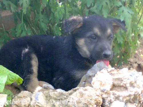 lucky Dişi Alman Çoban Köpeği