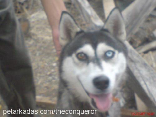 rose Dişi Sibirya Kurdu (Husky)