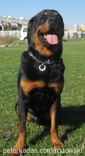 rott Erkek Rottweiler