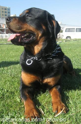 rott Erkek Rottweiler