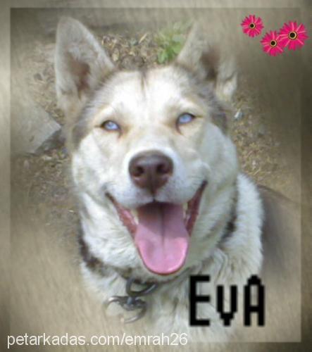 eva Dişi Sibirya Kurdu (Husky)