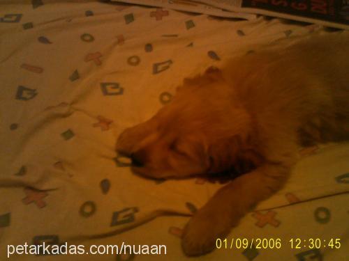 paşa Erkek Golden Retriever