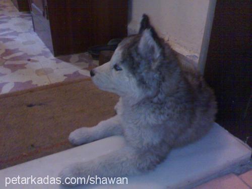 ozzy Erkek Sibirya Kurdu (Husky)