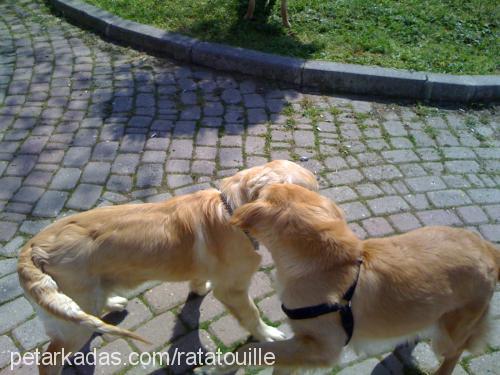 puffy Dişi Golden Retriever