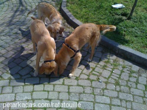 puffy Dişi Golden Retriever