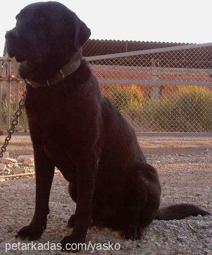 oscar Erkek Labrador Retriever