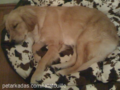 puffy Dişi Golden Retriever