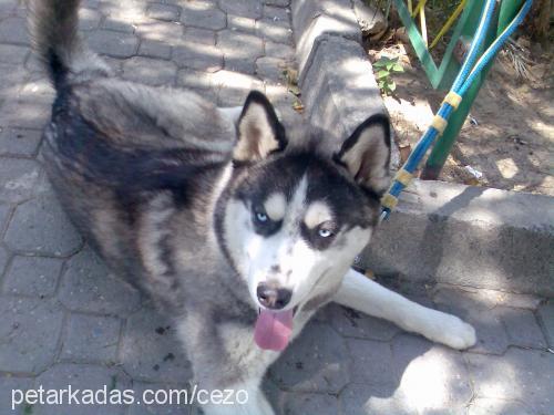 aşil Erkek Sibirya Kurdu (Husky)