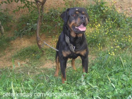 maya Dişi Rottweiler