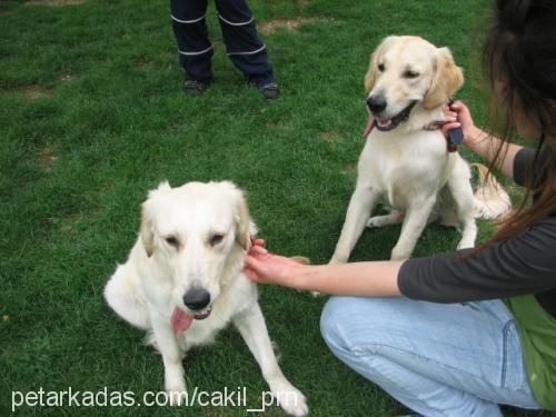 ÇAKIL Dişi Golden Retriever